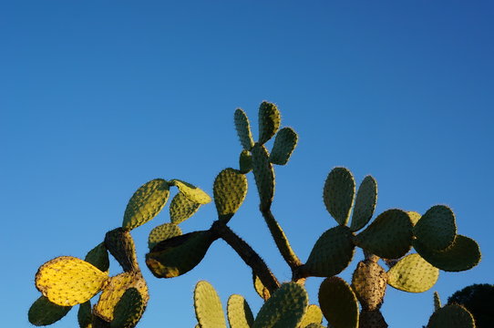 Planta de chumbera sobre cielo azul