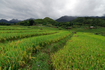 Fototapeta premium Green rice terraces landscape in Sapa, Lao Cai, Vietnam