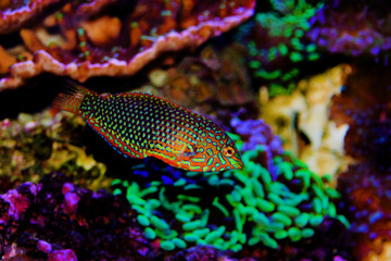 Ornate Leopard wrasse fish in coral reef aquarium tank