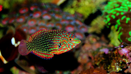 Ornate Leopard wrasse fish in coral reef aquarium tank