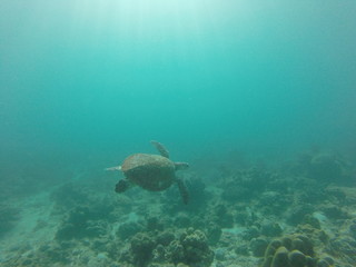Fototapeta premium sea turtle