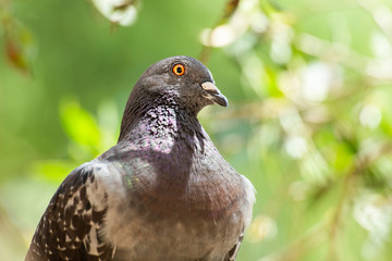 Feral Pigeon
