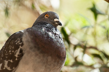 Feral Pigeon