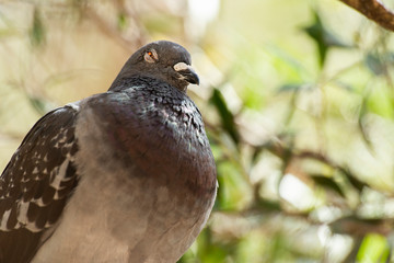 Feral Pigeon