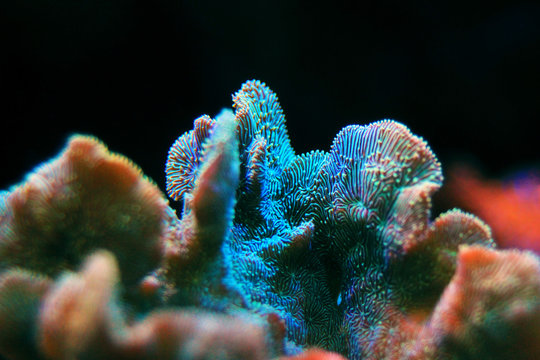 Pavona Coral SPS - Pavona decussatus