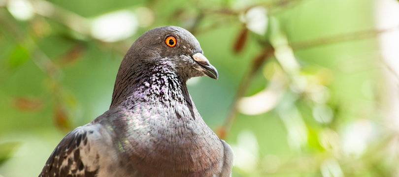 Feral Pigeon