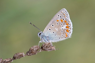 butterfly on flower