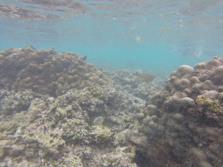 Naklejka na ściany i meble seychelles corals