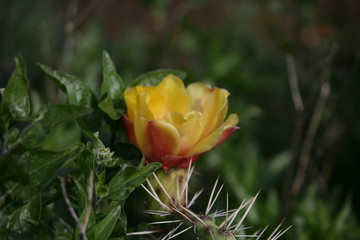 Prickly Pear flower