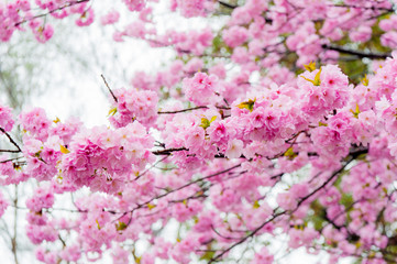 Cherry blossoms of  Ueno Park.  ‘Kanzan’ (synonymous with ‘Kwanzan’ and ‘Sekiyama’) is a double flowered Japanese flowering cherry that is noted for its profuse and showy spring bloom. 