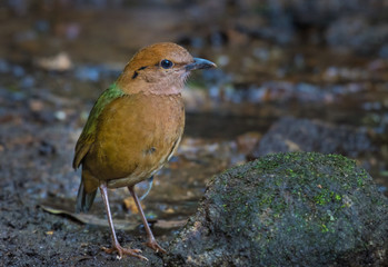 Rusty-naped Pitta Living naturally In Mae Wong National Park Kamphaeng Phet Province, Thailand