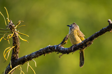 A Flavescent Bulbul on branch on green background.