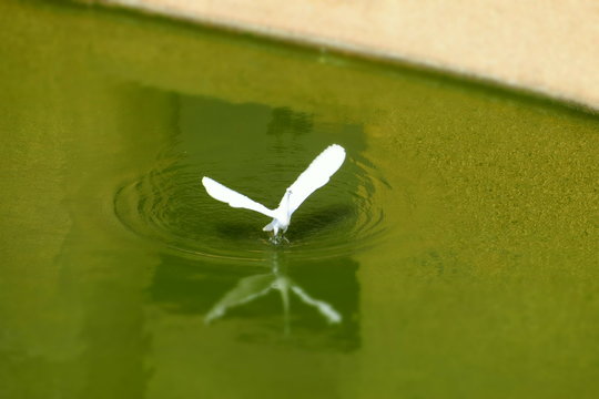 Bird on water