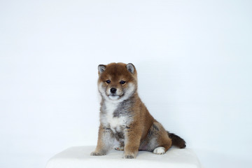 お利口におすわりする豆柴子犬 © zbb52318