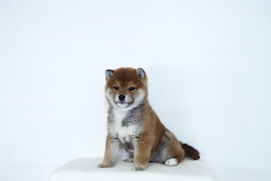 お利口におすわりする豆柴子犬