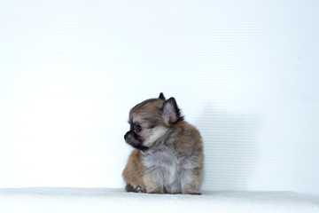 横顔のチワワ子犬