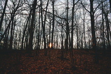 Forest during Sunset with Sun Peeking through Trees
