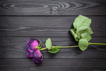 faded rose on a dark wooden background