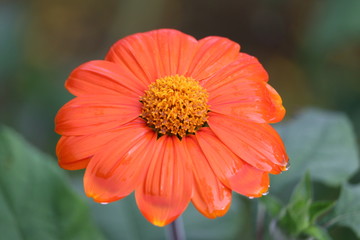Orange Flower