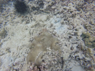 seychelles coral reefs