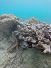 seychelles coral reefs