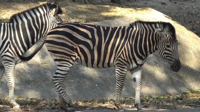 4K Video footage medium shot Several plains zebras walking and standing close together.