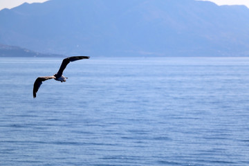 Seagull flying above the sea. Beautiful landscape in Croatia.