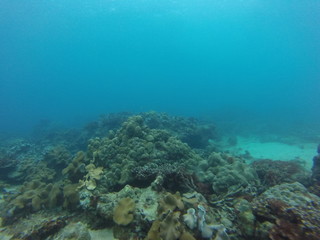 Plakat seychelles coral reefs
