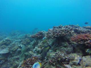 Fototapeta na wymiar seychelles coral reefs