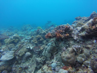 Obraz na płótnie Canvas seychelles coral reefs