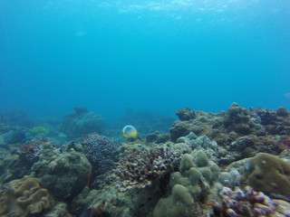 seychelles coral reefs