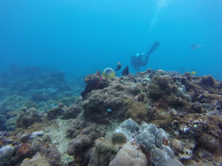 Fototapeta na wymiar seychelles coral reefs