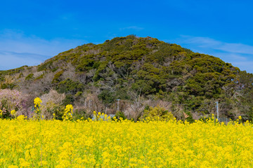 一面の菜の花畑　静岡県賀茂郡南伊豆町　みなみの桜と菜の花まつり