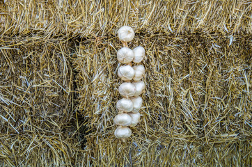 A bunch of garlic on a background of hay