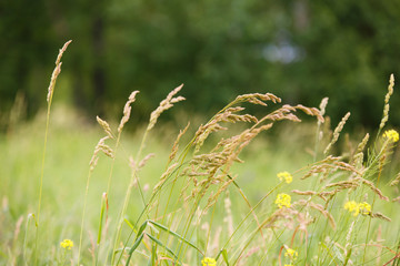 Yellow grass in the field against the unfocused green grass.