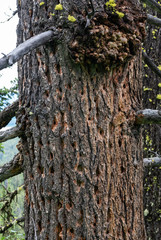 Tree Trunk Torn up by Active Woodpeckers
