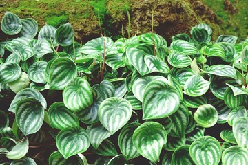 Green leave for background with selective focus close up