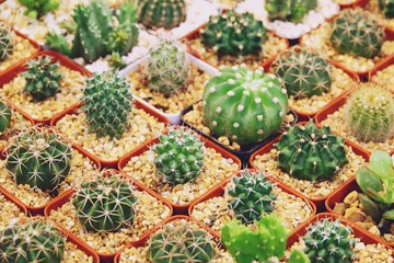 Fototapeta premium Sale of cactuses in the Flower market.
