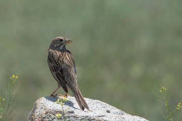 bird of prey