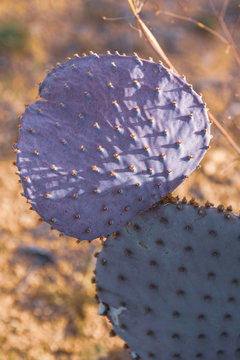 Prickly Purple Cactus