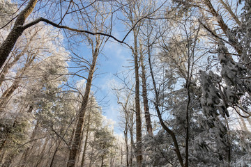 Snowy treetops against blue sky background