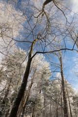 Snowy treetops against blue sky background