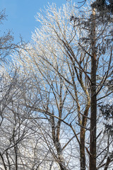 Snowy treetops against blue sky background