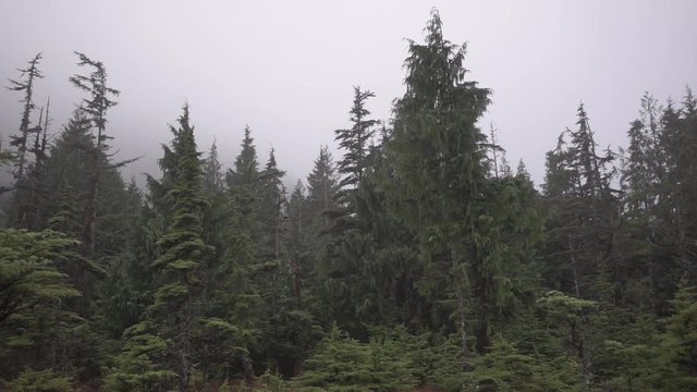 Old growth swamp forest