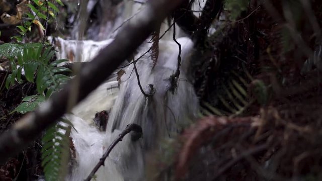 Forest creek water close