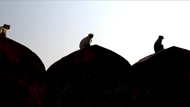 Three Monkeys Resting on the wall of a Fort