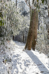 Hiking trail in winter forest