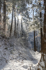 Hiking trail in winter forest