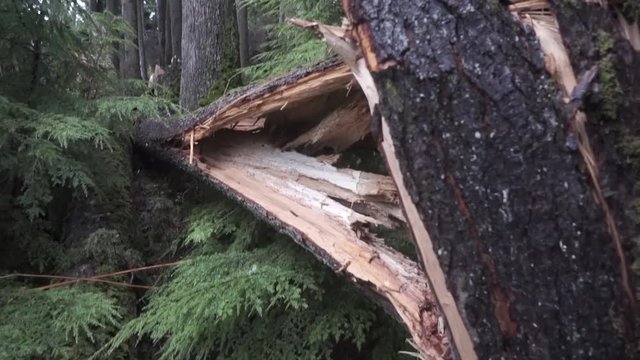 Tree split from wind