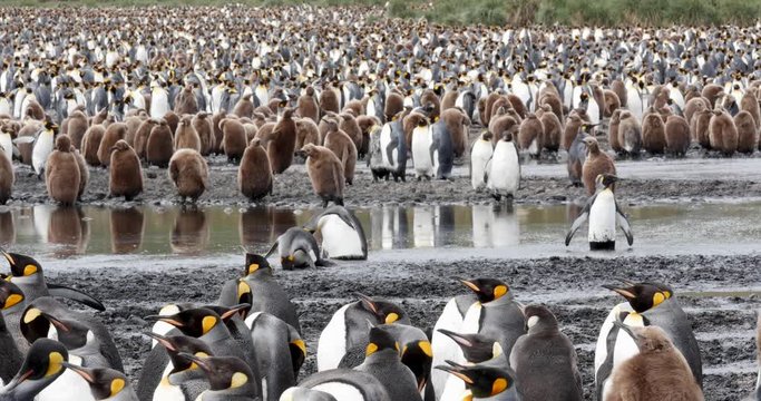 In the midst of a very large king penguin colony on south georgia the penguins clumsily cross a muddy pond. One of them falls into the mud.